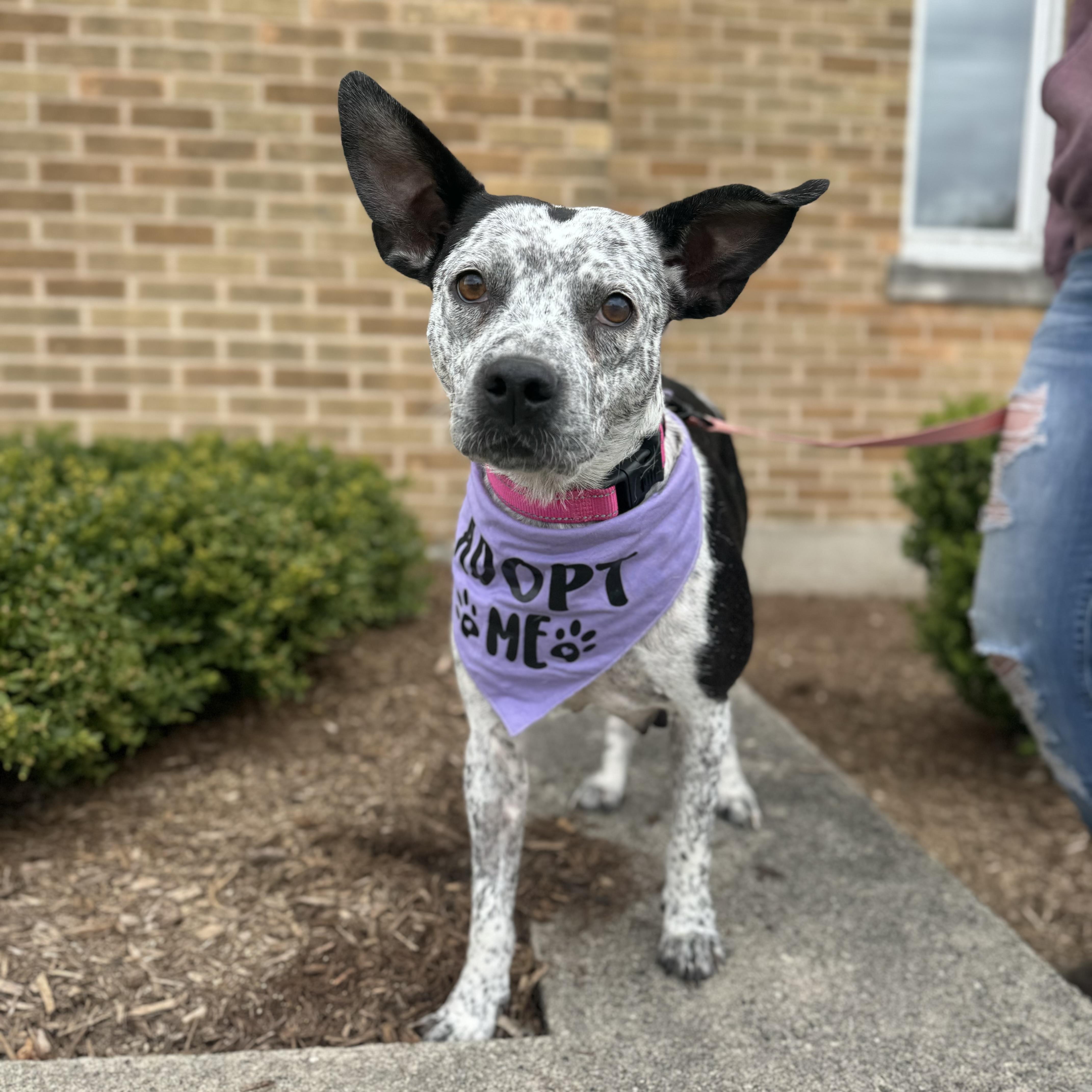Enlarge Taffy , a ADOPTABLE Australian Cattle Dog / Blue Heeler in China Township, MI image 1/6