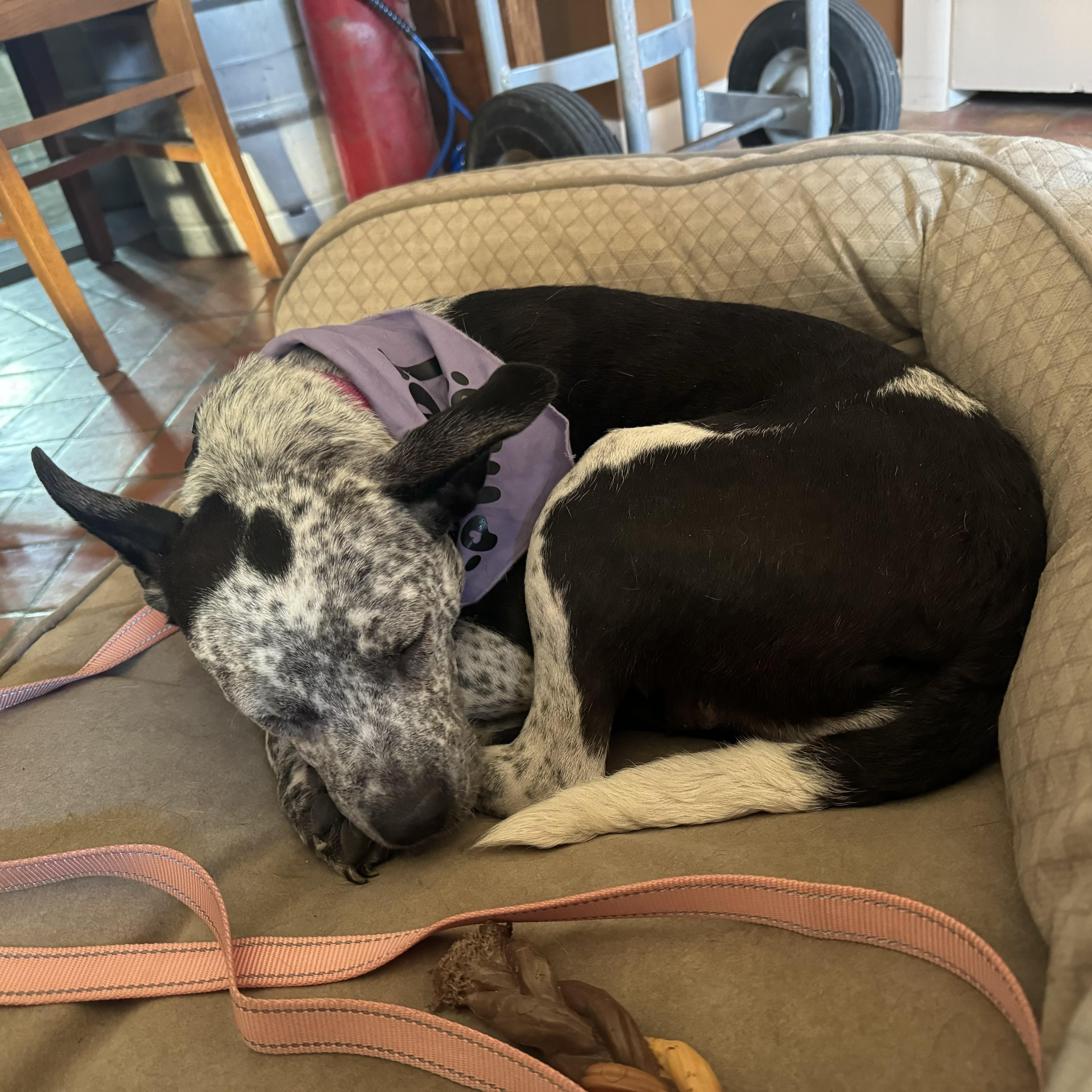 Enlarge Taffy , a ADOPTABLE Australian Cattle Dog / Blue Heeler in China Township, MI image 3/6