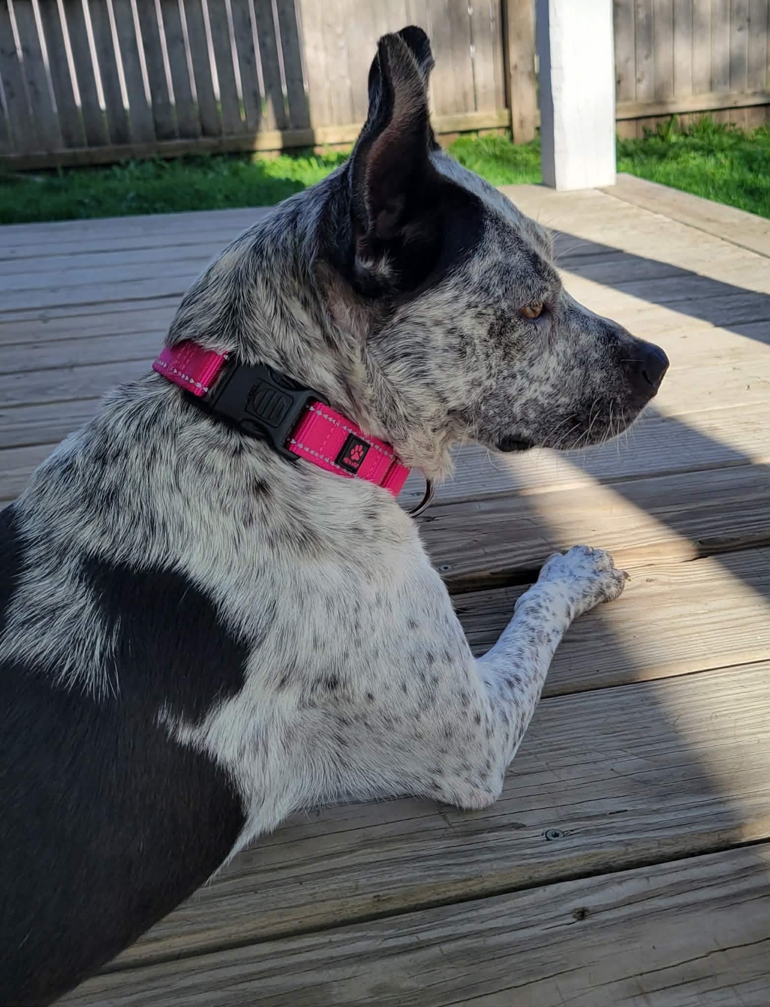 Enlarge Taffy , a ADOPTABLE Australian Cattle Dog / Blue Heeler in China Township, MI image 4/6