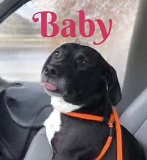 BABY GIRL, a Adoptable mixed breed in Madisonville, LA image 6/6