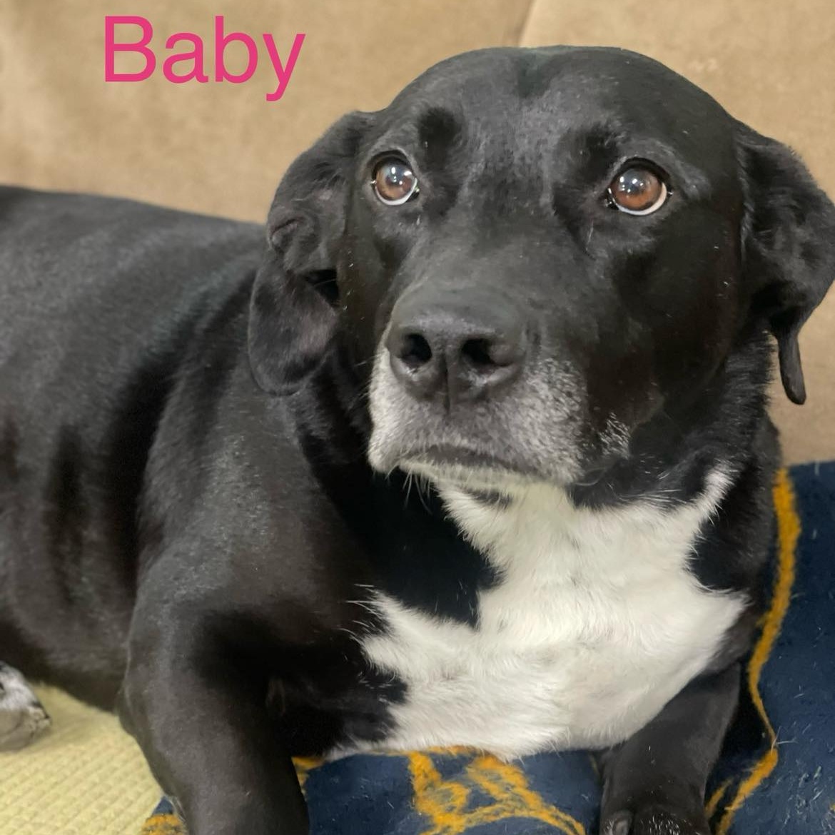 BABY GIRL, a Adoptable mixed breed in Madisonville, LA image 3/6