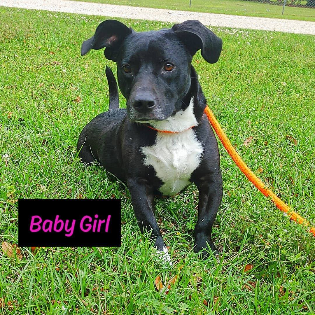 BABY GIRL, a Adoptable mixed breed in Madisonville, LA image 4/6