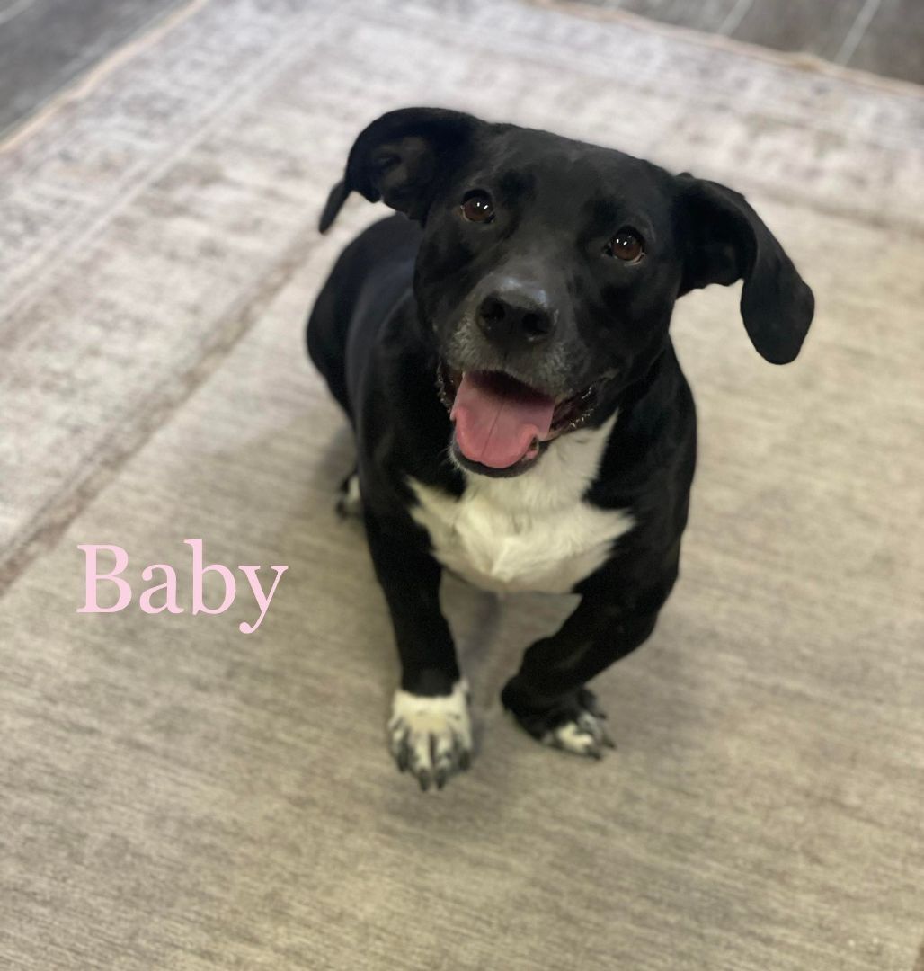 BABY GIRL, a Adoptable mixed breed in Madisonville, LA image 5/6