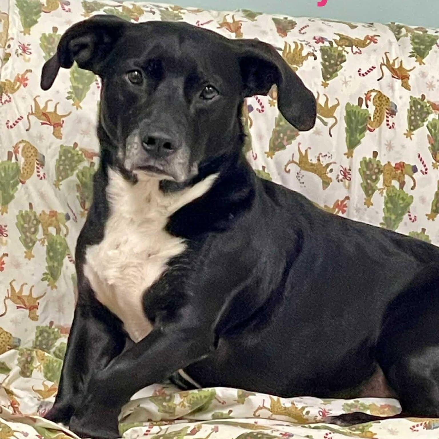 BABY GIRL, Adoptable, Adult Female Labrador Retriever & Basset Hound.