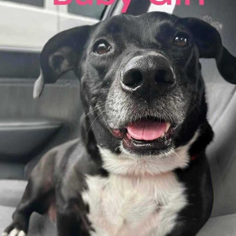 BABY GIRL, a Adoptable mixed breed in Madisonville, LA image 2/6