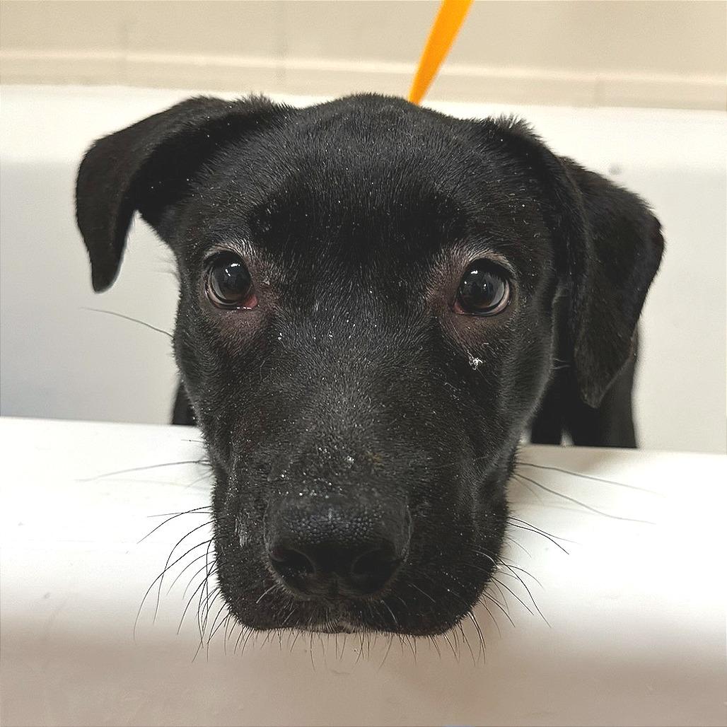 Spinelli-$100 off In Foster, Adoptable, Puppy Female Pit Bull Terrier & Mixed Breed.