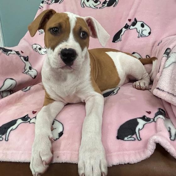 Sassy Glow — thumbnail 3