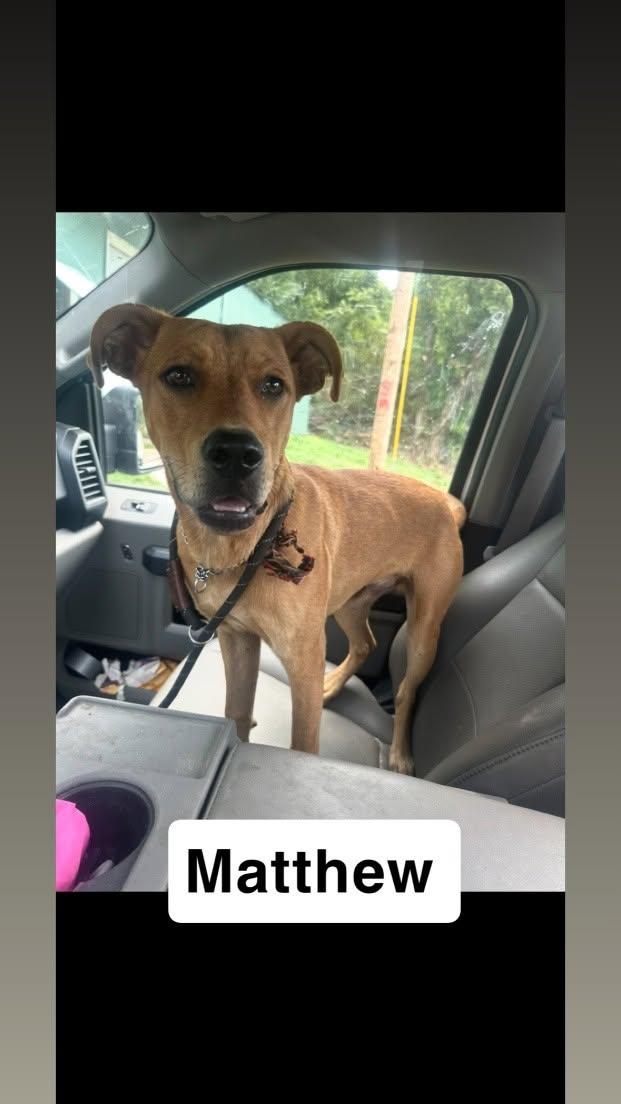 Enlarge Matthew, a Adoptable mixed breed in Lexington, MO image 1/1
