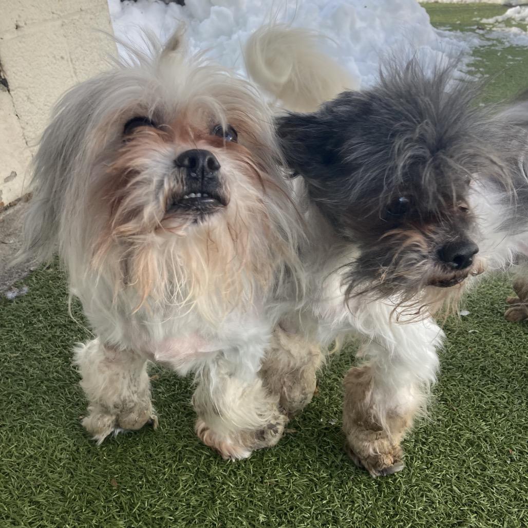 Wallace, Adoptable, Senior Male Mixed Breed.