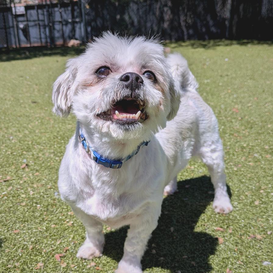 Wallace, a Adoptable Mixed Breed in Providence, RI image 2/6