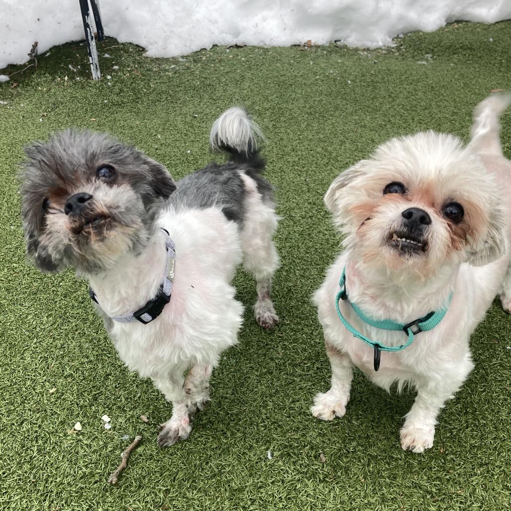 Enlarge Wallace, a Adoptable Mixed Breed in Providence, RI image 2/6