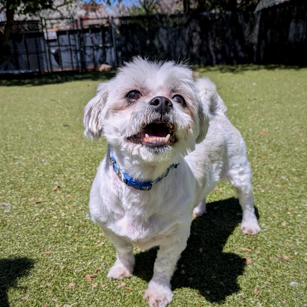 Wallace, a Adoptable Mixed Breed in Providence, RI image 3/6