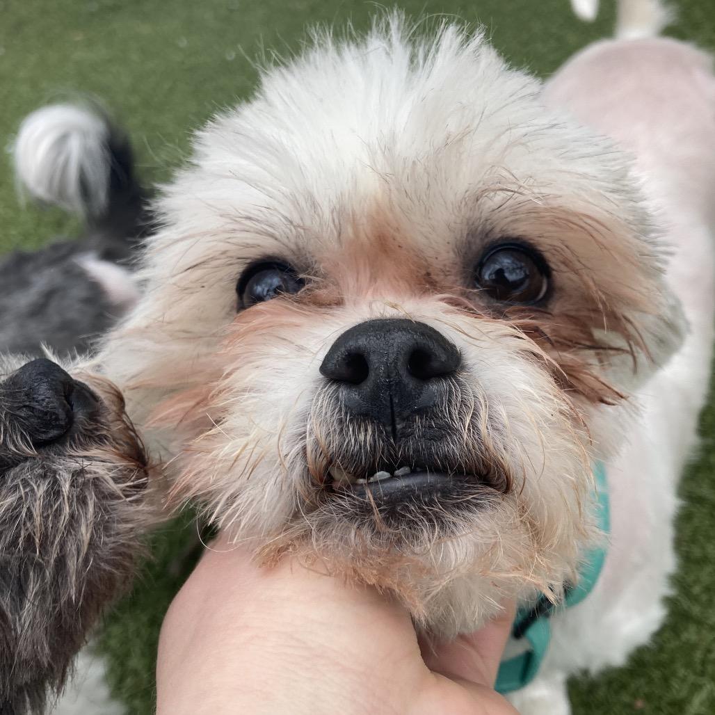 Enlarge Wallace, a Adoptable Mixed Breed in Providence, RI image 3/6