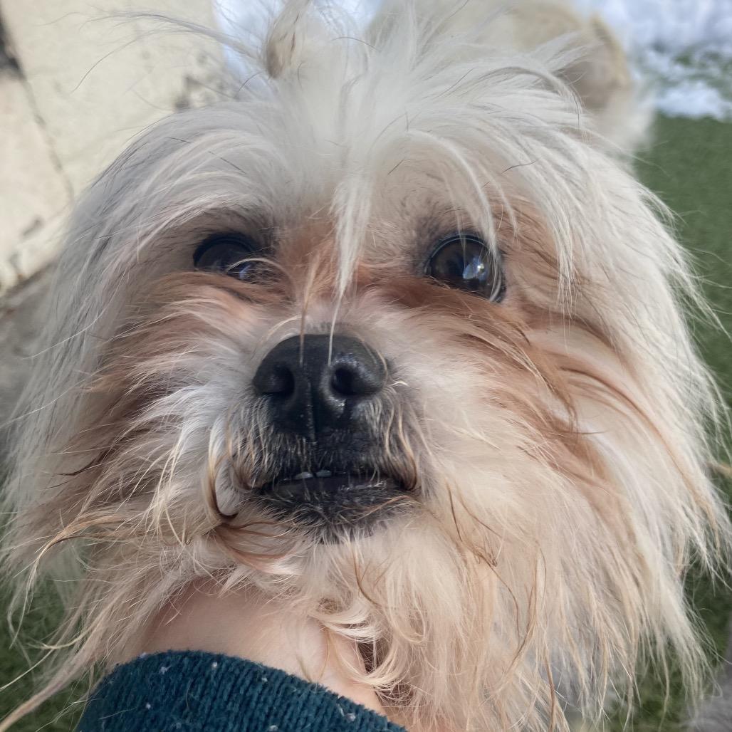 Enlarge Wallace, a Adoptable Mixed Breed in Providence, RI image 4/6