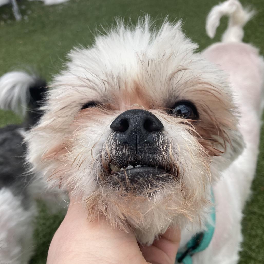 Enlarge Wallace, a Adoptable Mixed Breed in Providence, RI image 5/6