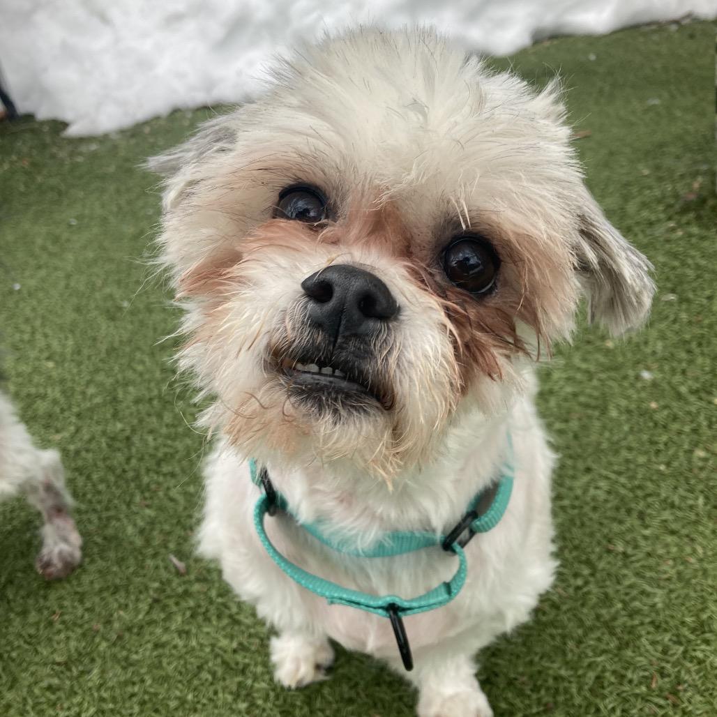 Enlarge Wallace, a Adoptable Mixed Breed in Providence, RI image 6/6