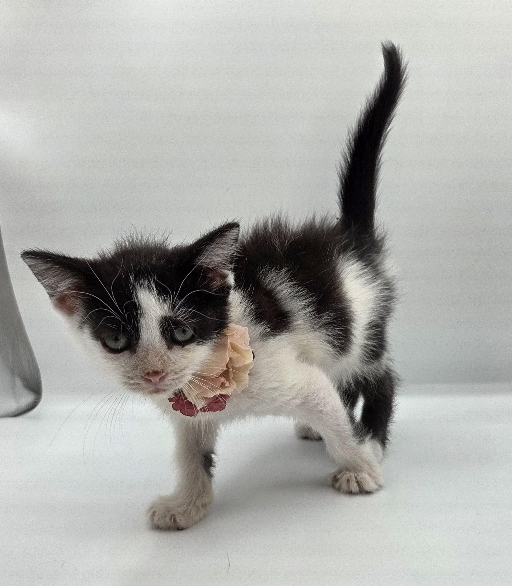 Spike, a ADOPTABLE mixed breed in Mt laurel Township, NJ image 5/6