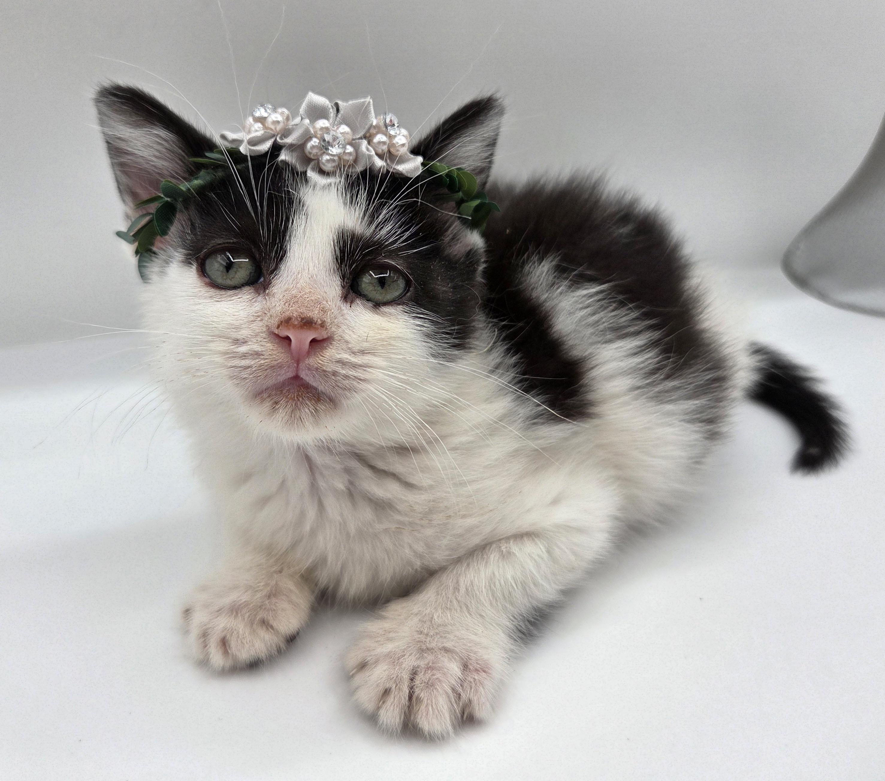 Spike, a ADOPTABLE mixed breed in Mt laurel Township, NJ image 2/6