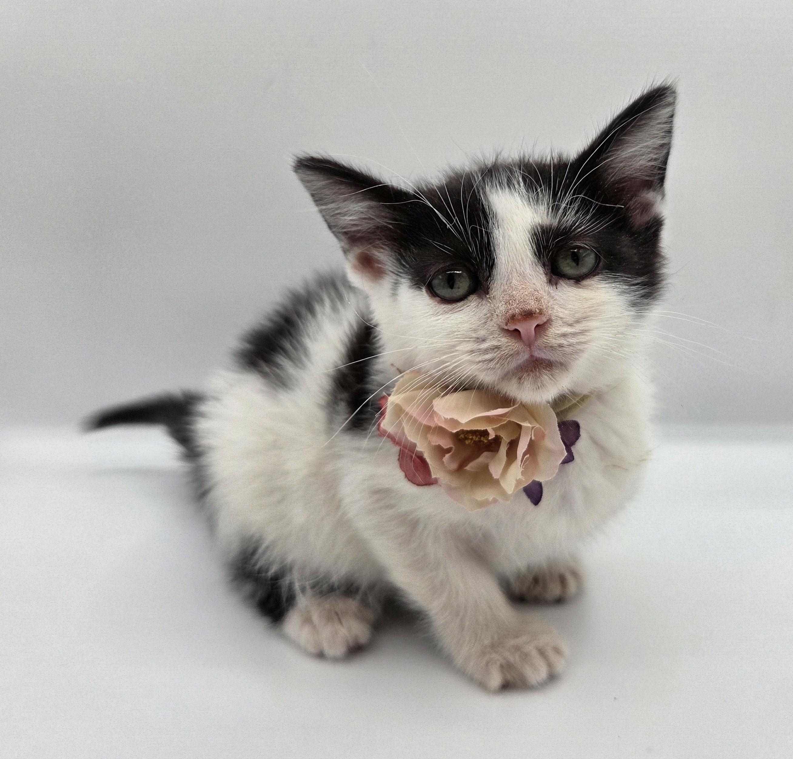 Spike, ADOPTABLE, Kitten Female Domestic Medium Hair.
