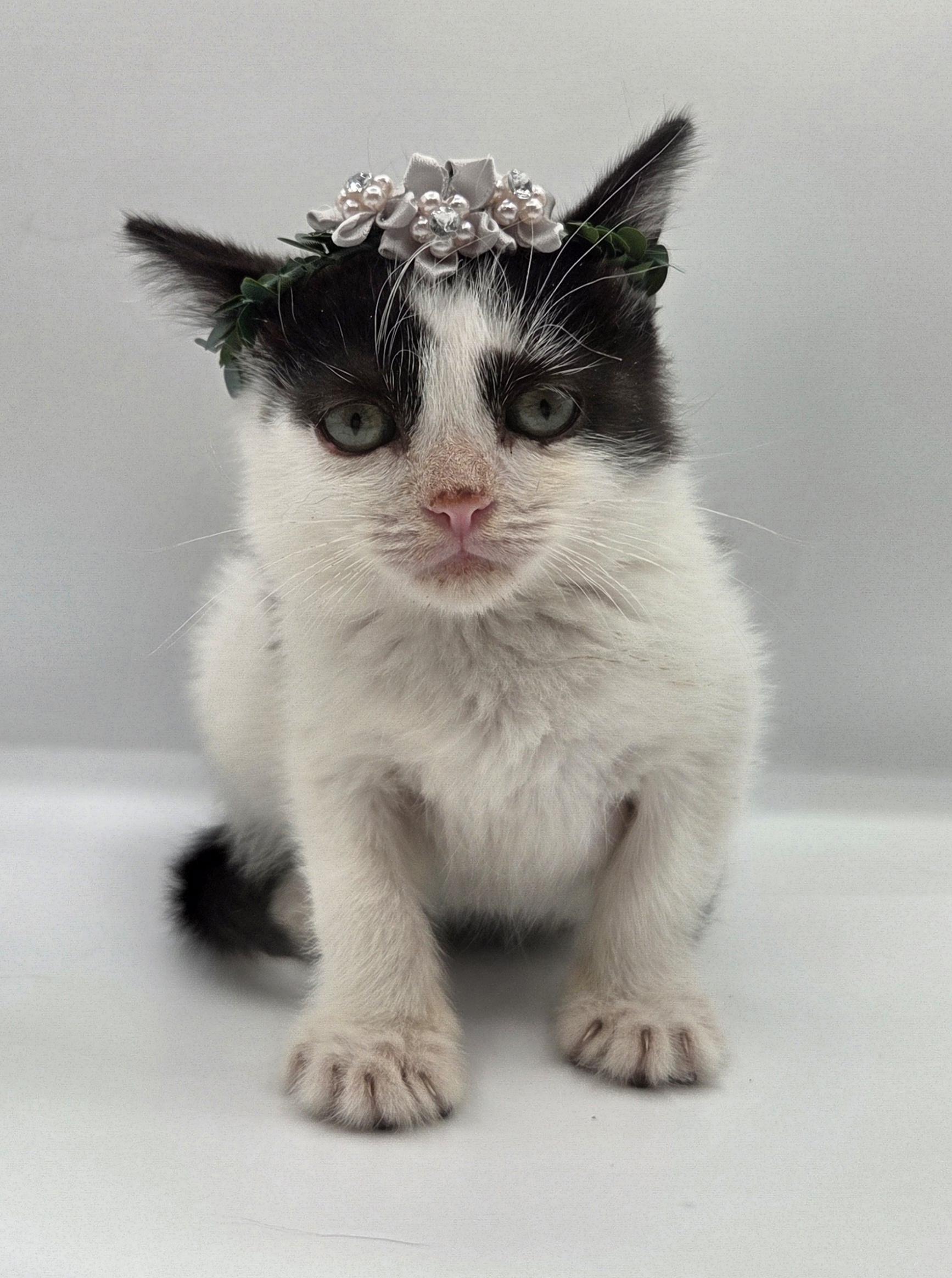 Spike, a ADOPTABLE mixed breed in Mt laurel Township, NJ image 3/6