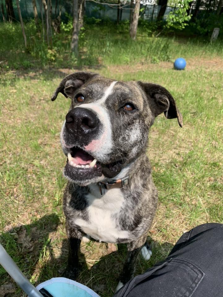 Griz, an adoptable American Bully, German Shepherd Dog in Kalkaska, MI, 49646 | Photo Image 1