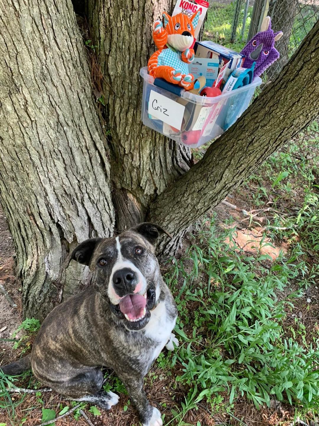 Griz, an adoptable American Bully, German Shepherd Dog in Kalkaska, MI, 49646 | Photo Image 2
