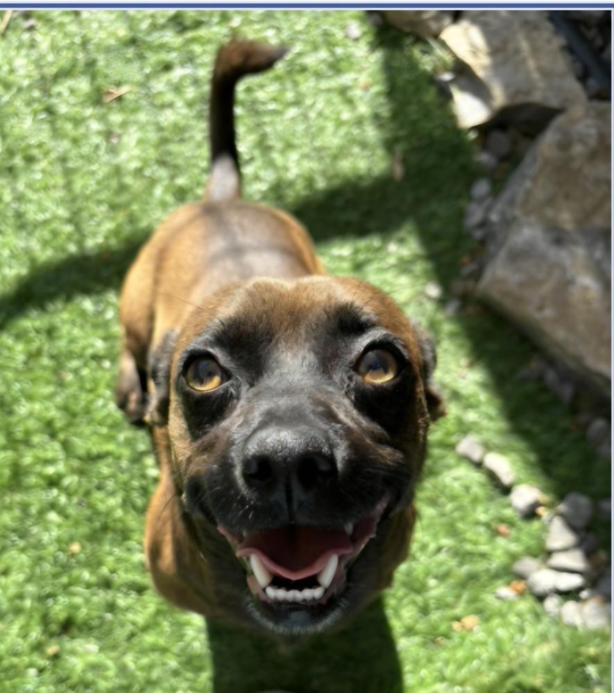 Beetle, Adoptable, Young Male Dachshund.