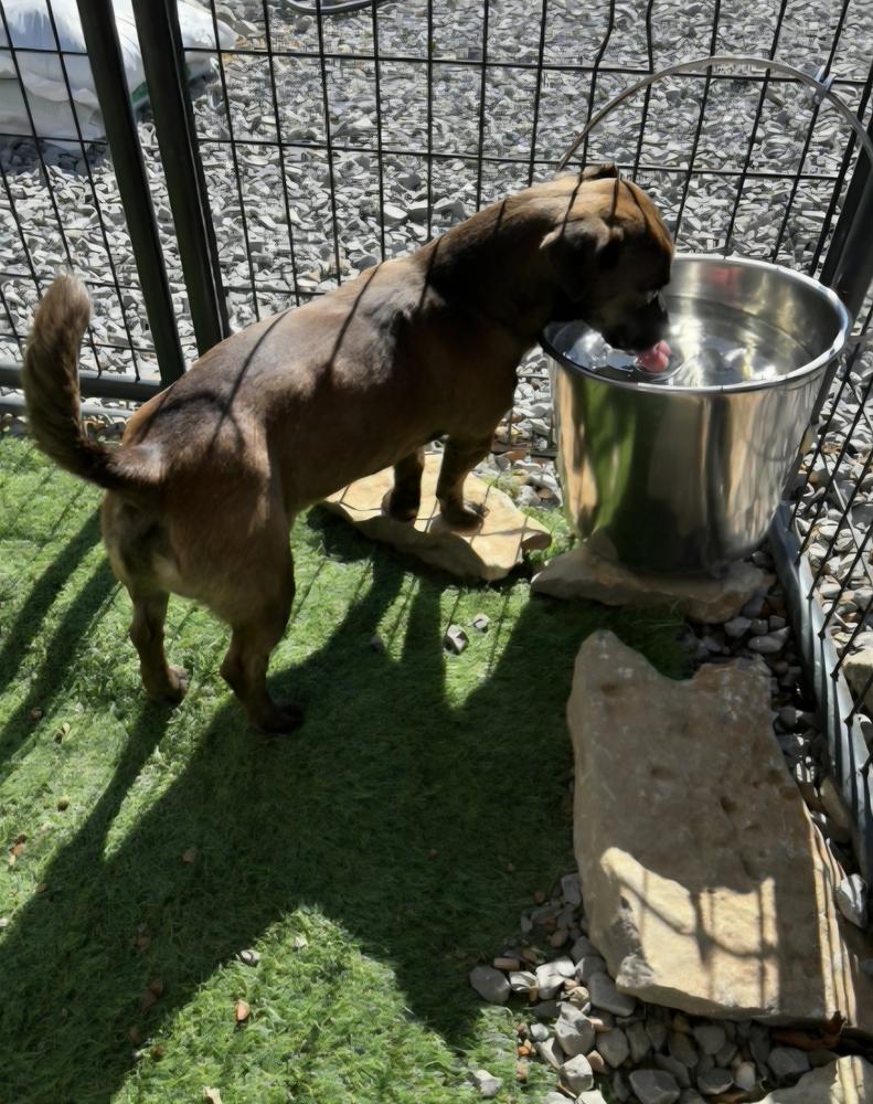 Enlarge Beetle, a Adoptable mixed breed in Appleton, WI image 2/2