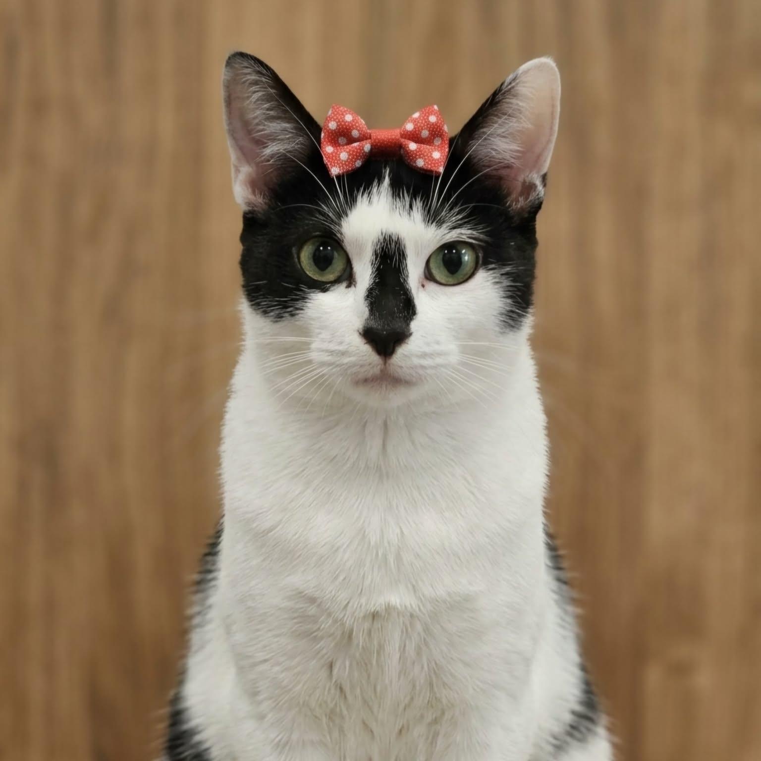 LIZY, a Adoptable Domestic Short Hair in Delhi, ON image 6/6