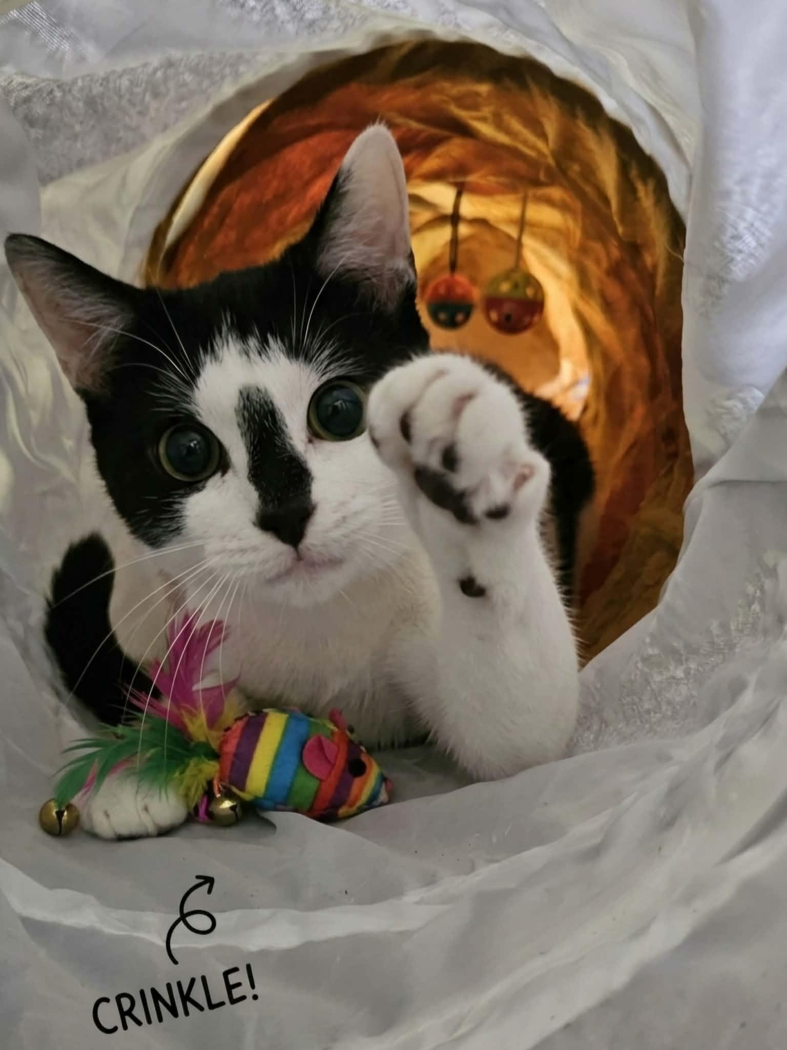 LIZY, a Adoptable Domestic Short Hair in Delhi, ON image 1/6