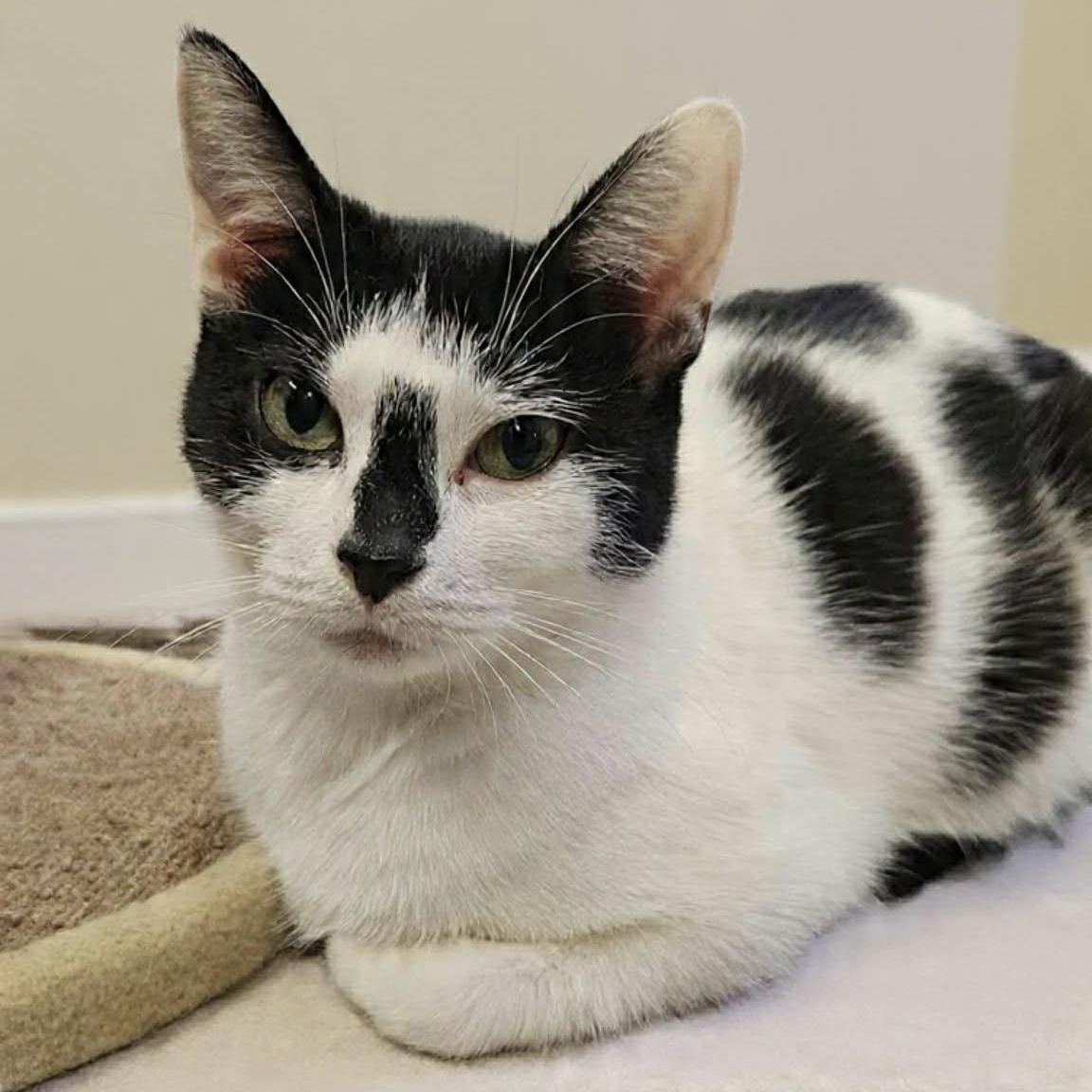 LIZY, a Adoptable Domestic Short Hair in Delhi, ON image 3/6