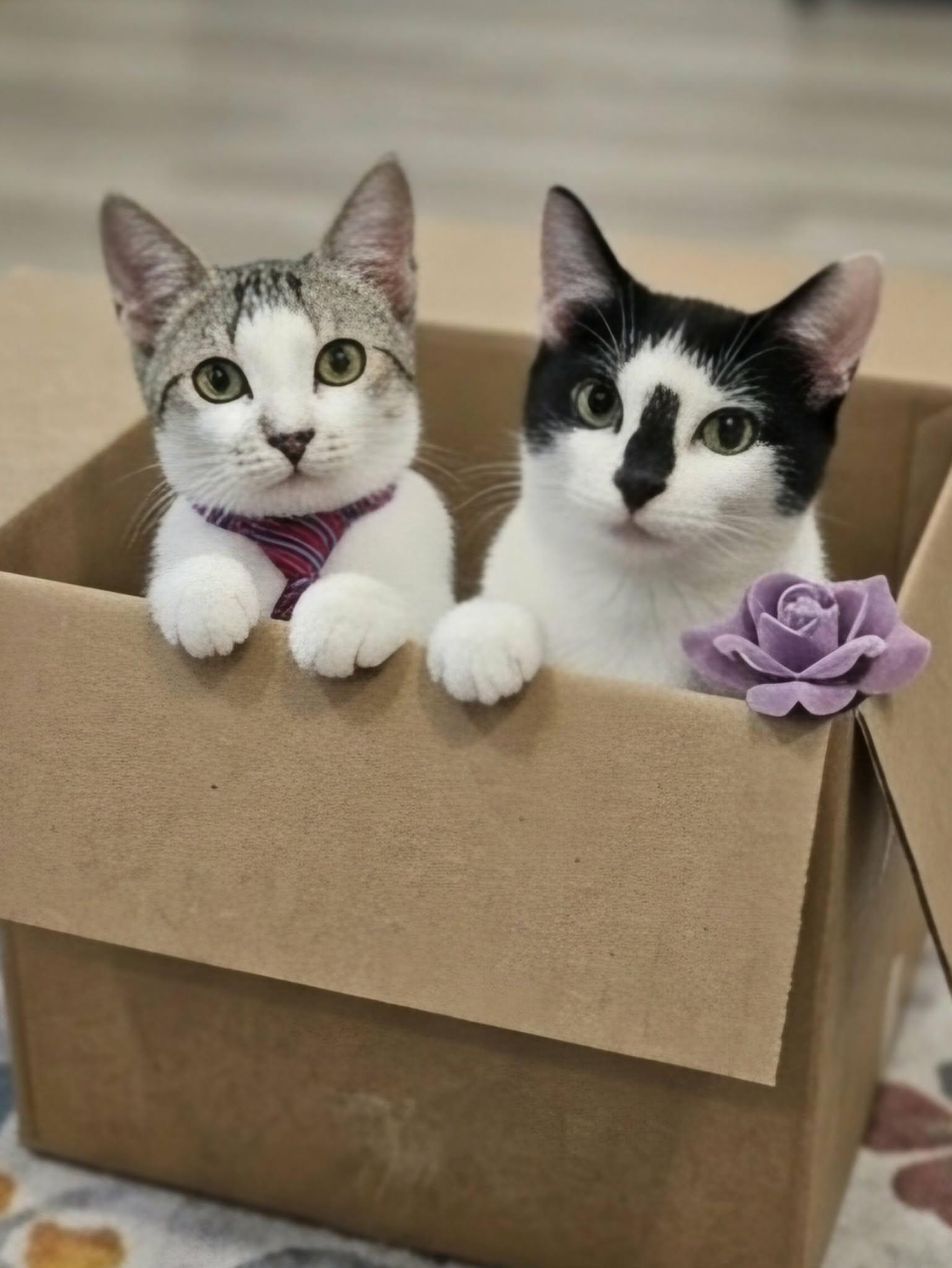 LIZY, a Adoptable Domestic Short Hair in Delhi, ON image 5/6