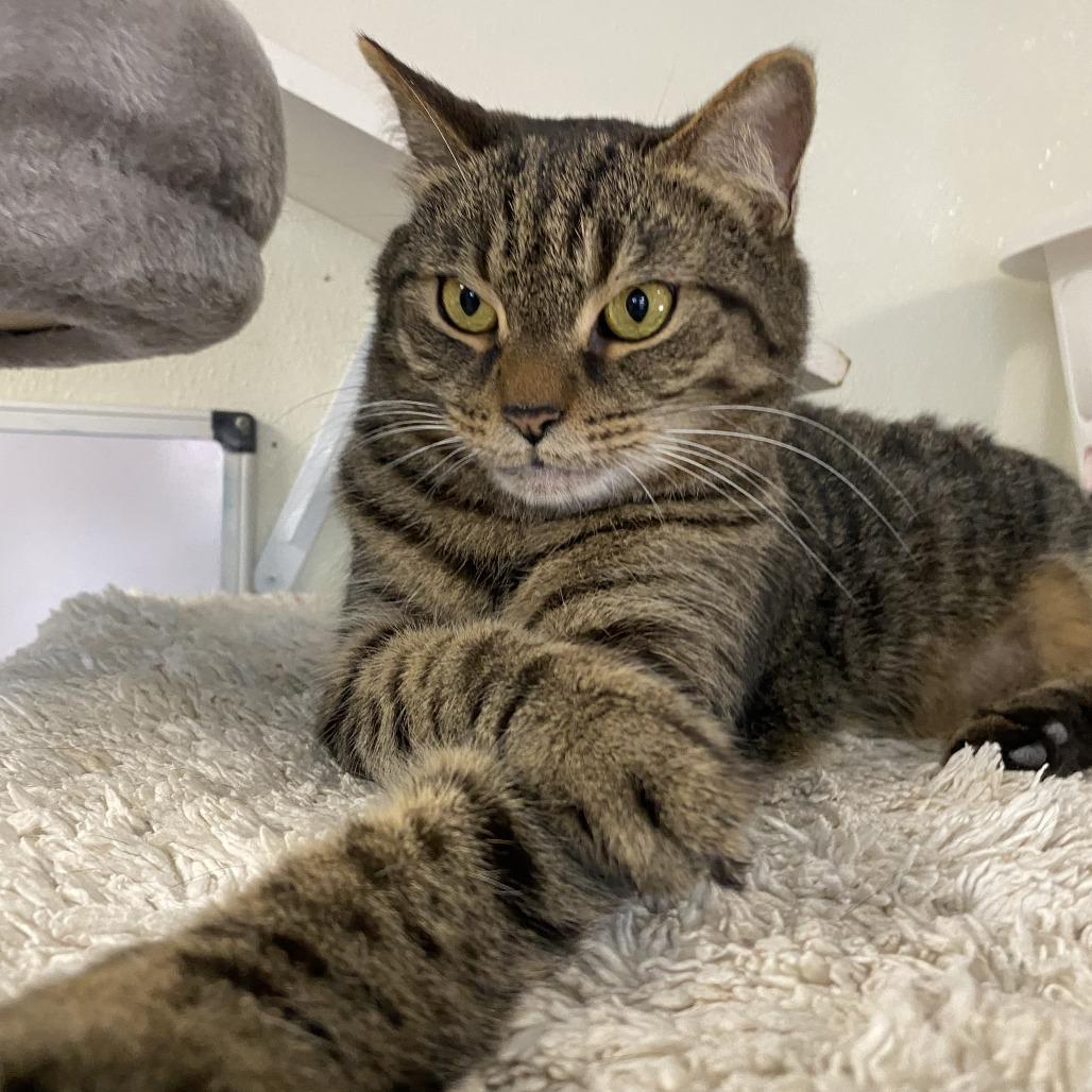 Eggs, Adoptable, Senior Male Domestic Short Hair.