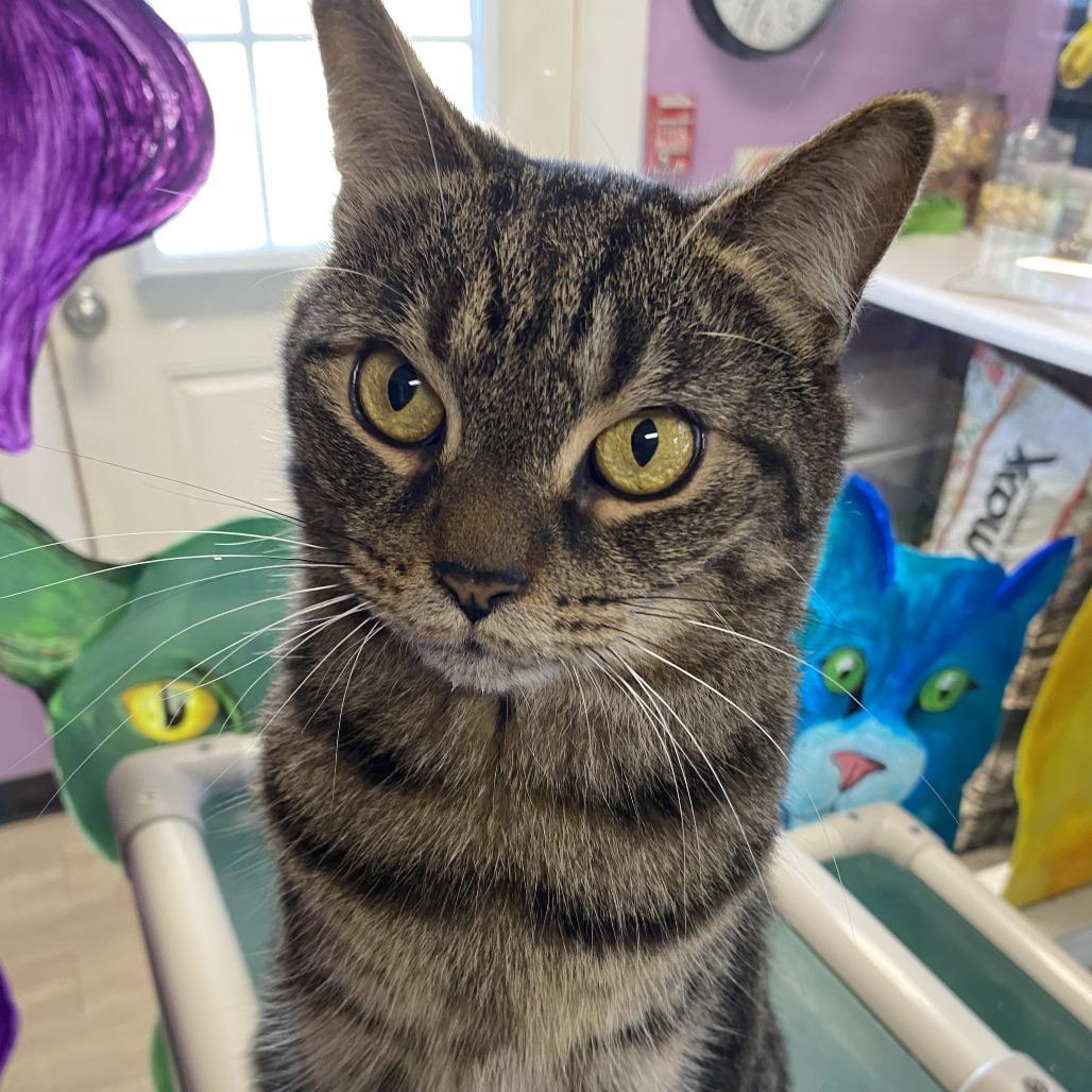 Eggs, a Adoptable Domestic Short Hair in Fletcher, NC image 2/5