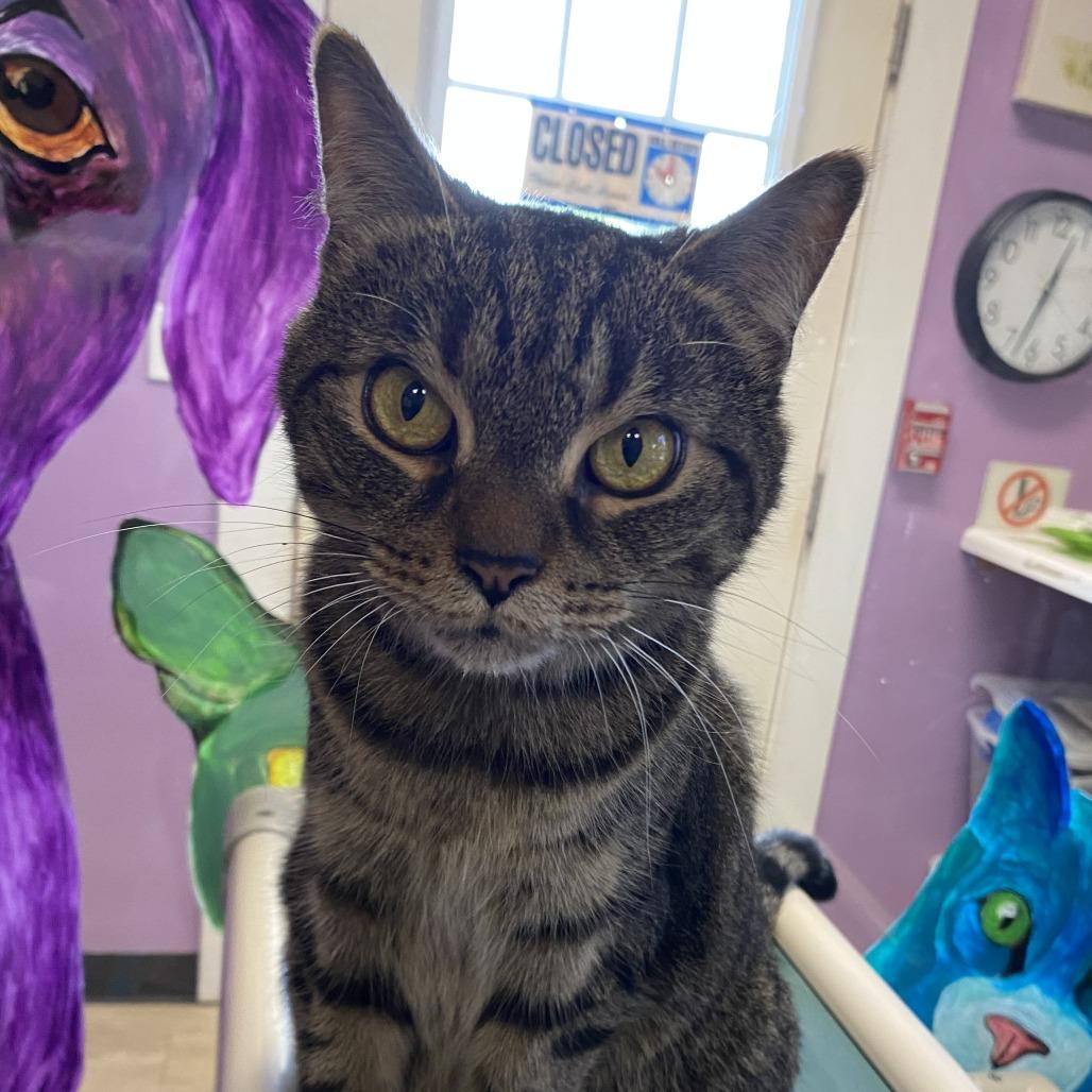 Eggs, a Adoptable Domestic Short Hair in Fletcher, NC image 3/5