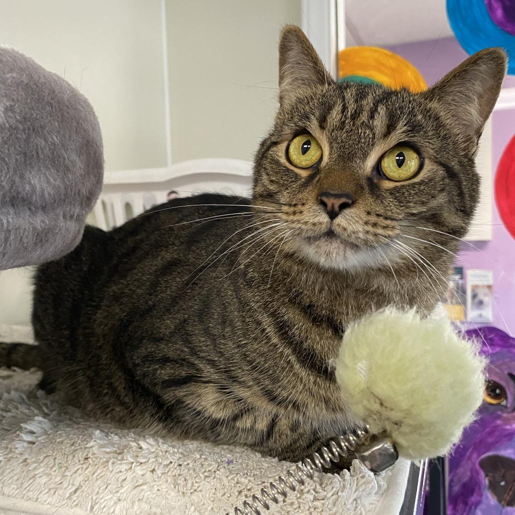 Eggs, a Adoptable Domestic Short Hair in Fletcher, NC image 4/5