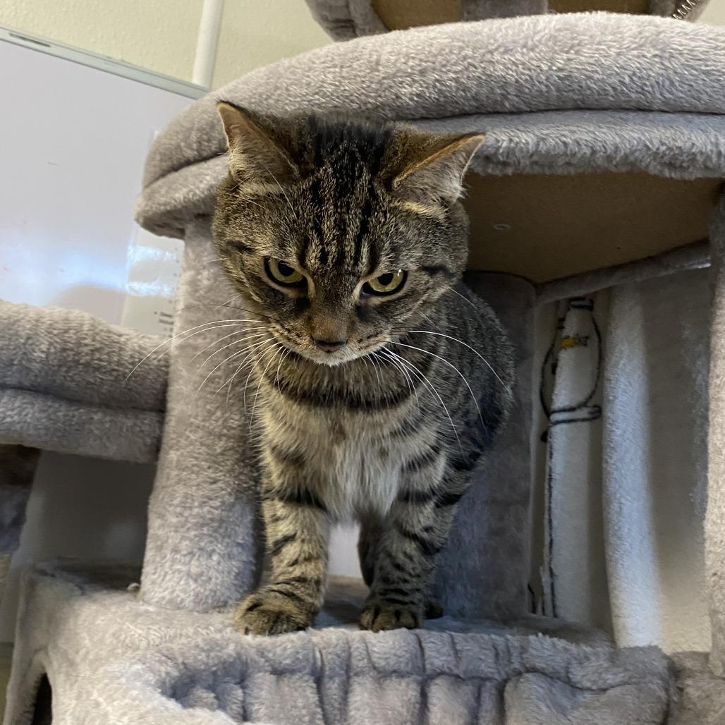 Eggs, a Adoptable Domestic Short Hair in Fletcher, NC image 5/5