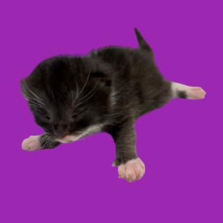 Naomi, Adoptable, Young Female Domestic Short Hair.