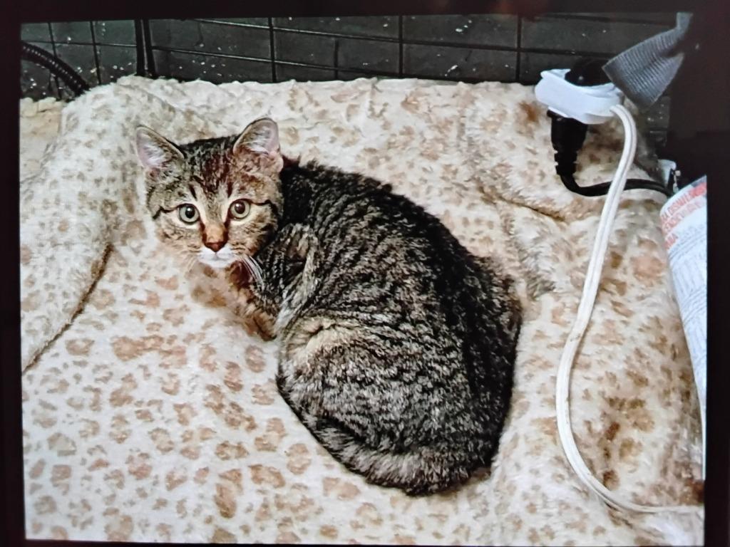 Clawsy, Adoptable, Kitten Female Domestic Short Hair.