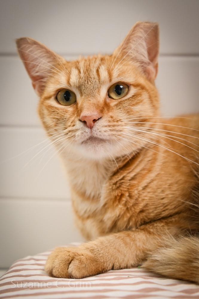 Enlarge Ginny, a Adoptable mixed breed in New Orleans, LA image 2/5