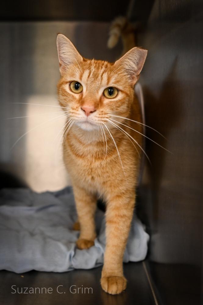 Enlarge Ginny, a Adoptable mixed breed in New Orleans, LA image 4/5