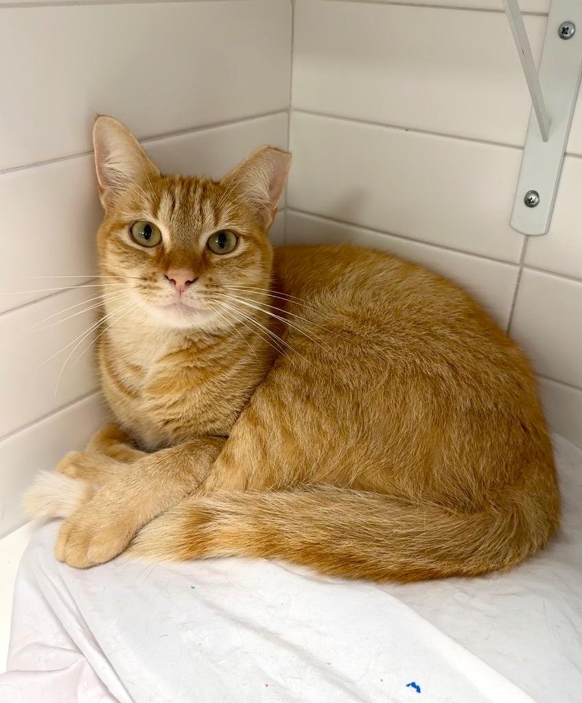 Ginny, Adoptable, Young Female Domestic Short Hair.