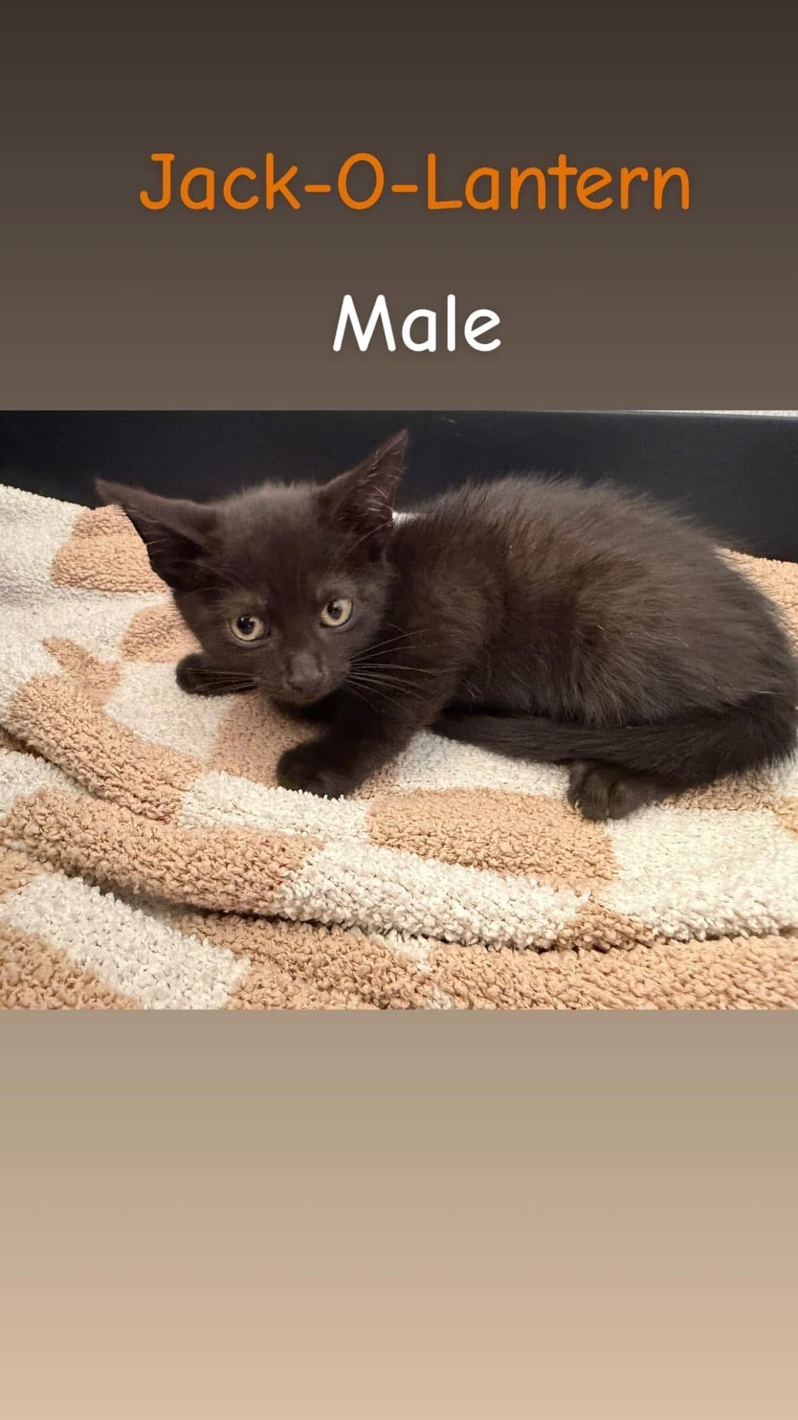 Enlarge Jack O-Lantern, a Adoptable Domestic Short Hair in Chesterton, IN image 1/1