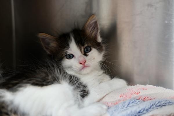 Enlarge Paul, a Adoptable mixed breed in Winnipeg, MB image 1/1