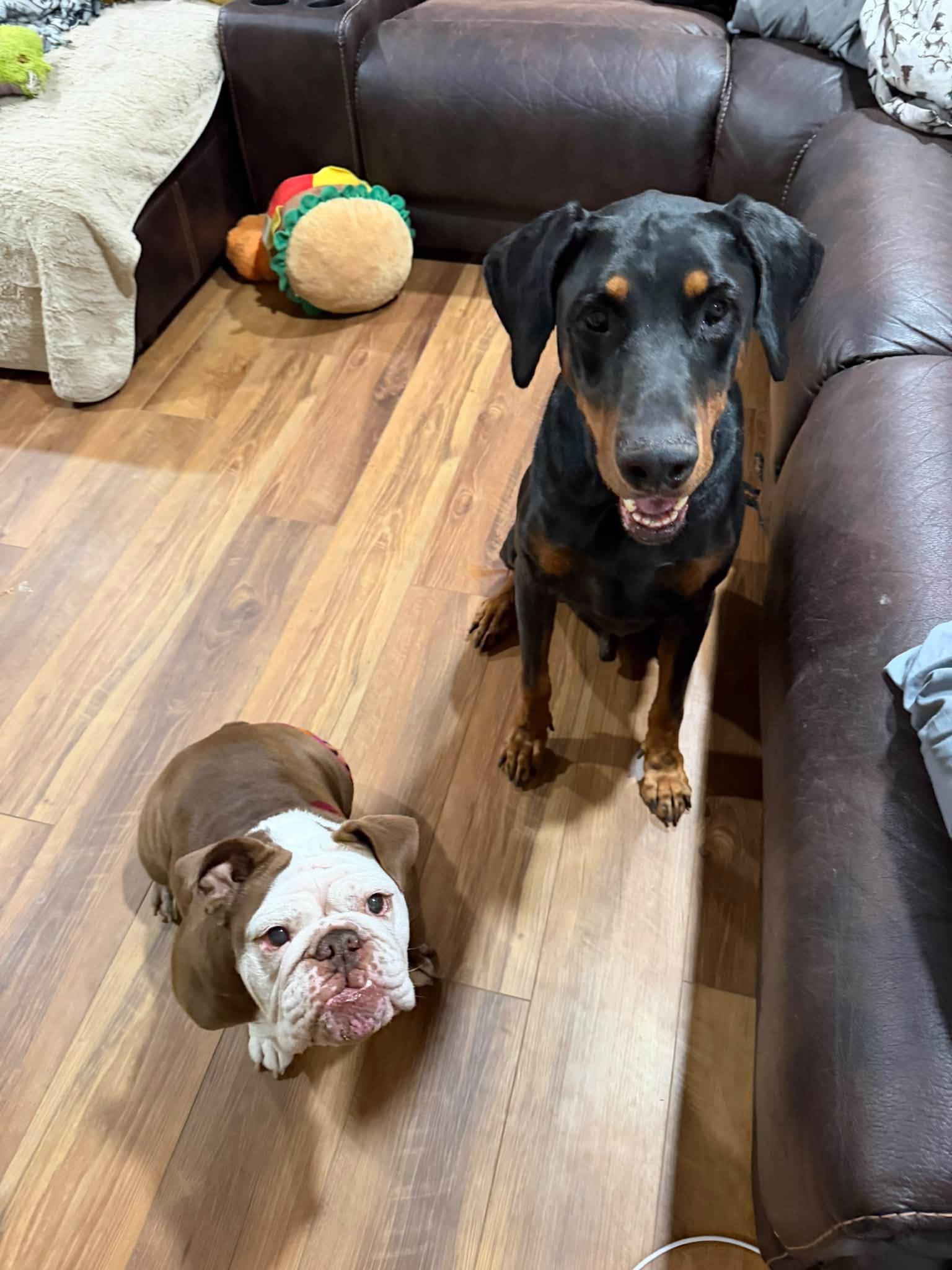 Vinny, Adoptable, Adult Male Doberman Pinscher.