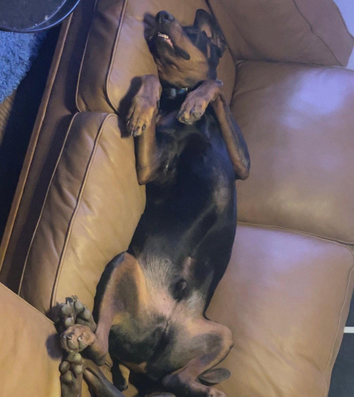 Vinny, Adoptable, Adult Male Doberman Pinscher.