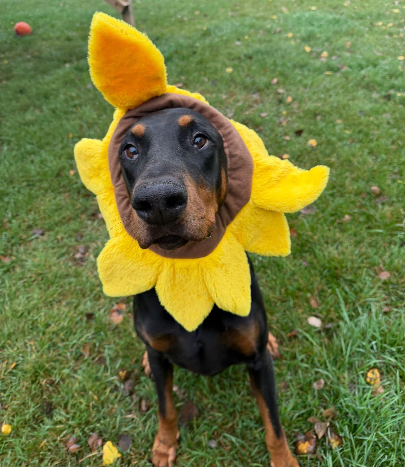 Enlarge Vinny, a Adoptable Doberman Pinscher in Buffalo, MN image 2/3