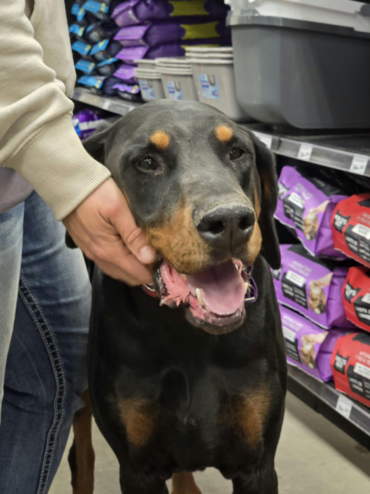 Enlarge Vinny, a Adoptable Doberman Pinscher in Buffalo, MN image 3/3