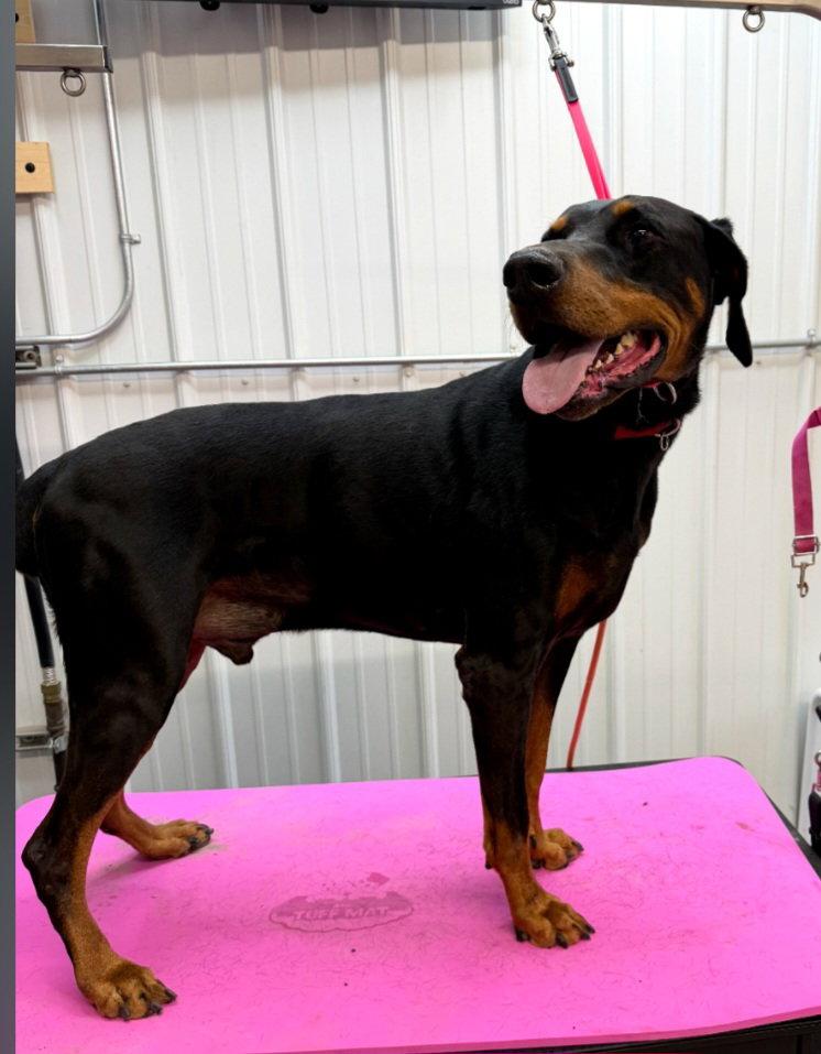 Vinny Foster needed!, Adoptable, Adult Male Doberman Pinscher.