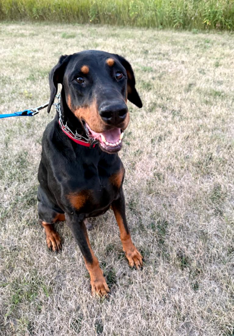 Enlarge Vinny Foster needed!, a Adoptable Doberman Pinscher in Buffalo, MN image 2/3